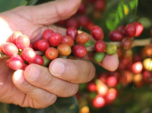 Why Harar Coffee is Loved Worldwide